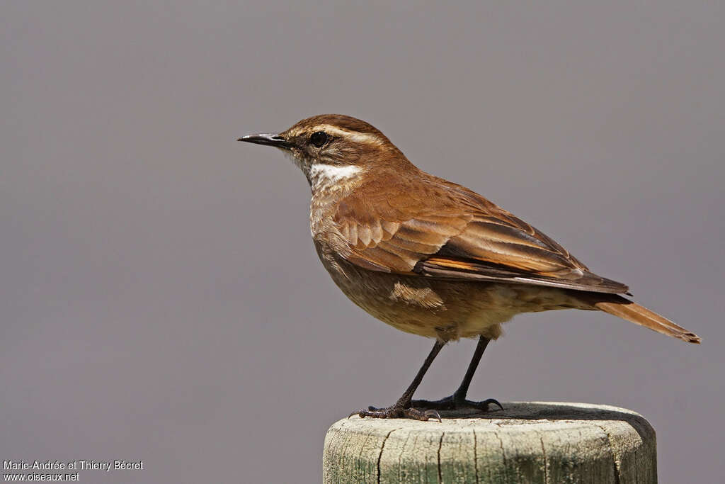 Cinclode à miroir marron