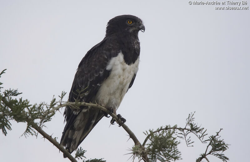 Black-chested Snake Eagle