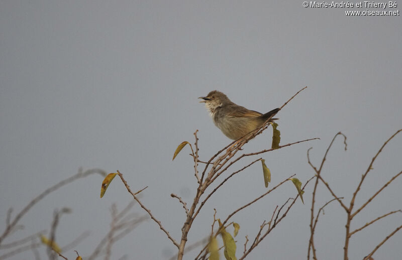 Trilling Cisticola