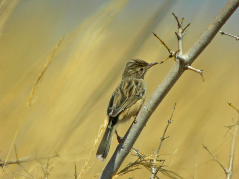 Madagascar Cisticola