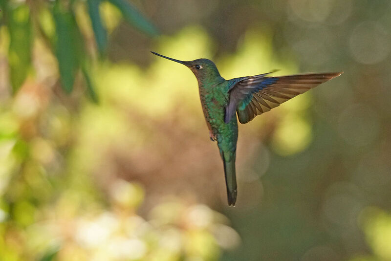 Colibri à ailes saphir femelle