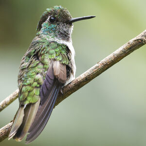 Colibri à gorge lilas