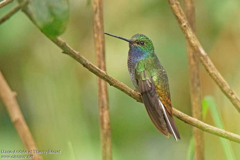 Colibri à queue blancheadulte, identification