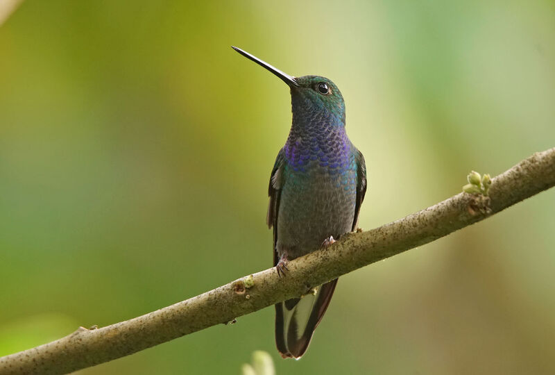 Colibri à queue blancheadulte, portrait