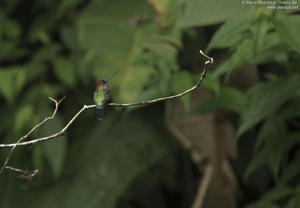 Coppery-headed Emerald