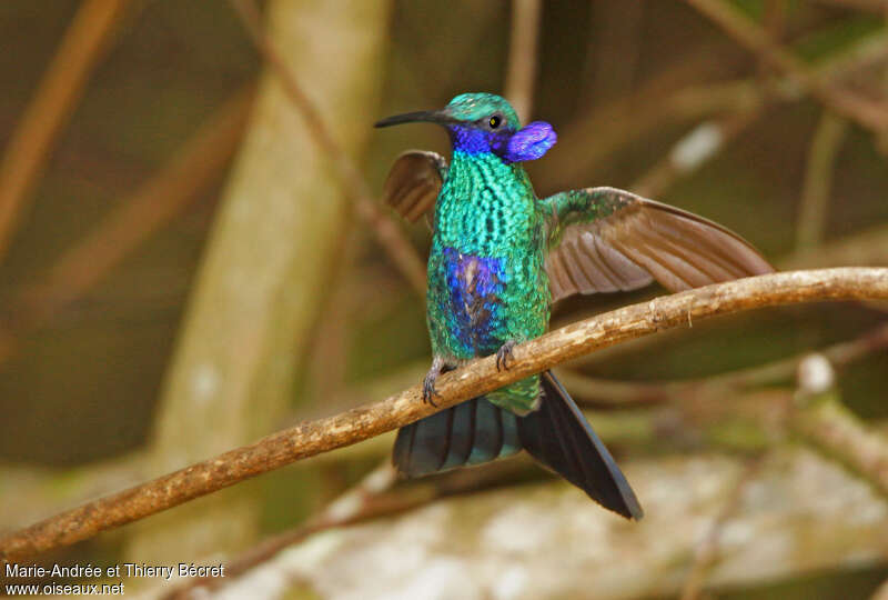 Sparkling Violetearadult, Behaviour