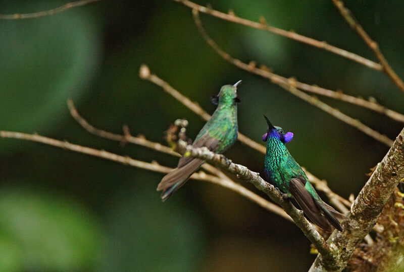 Sparkling Violetear female