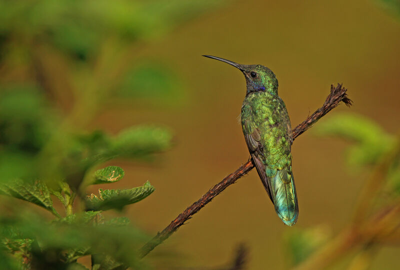 Colibri d'Anaïs