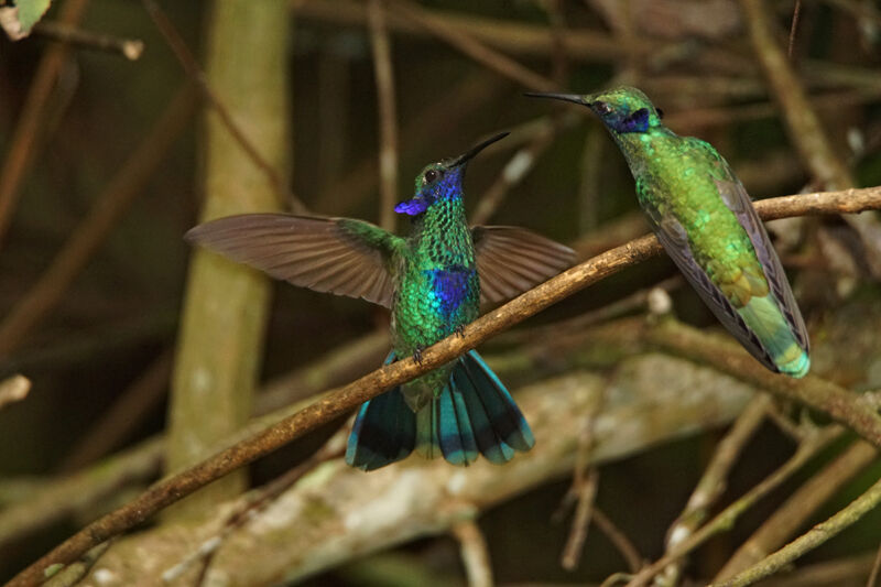 Colibri d'Anaïs