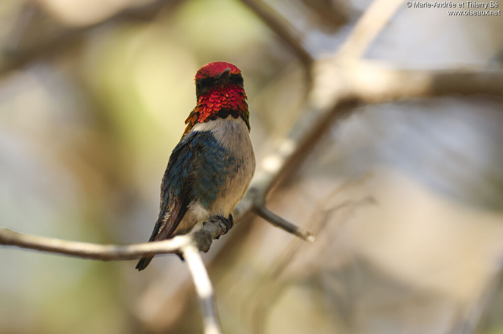 Colibri d'Elena
