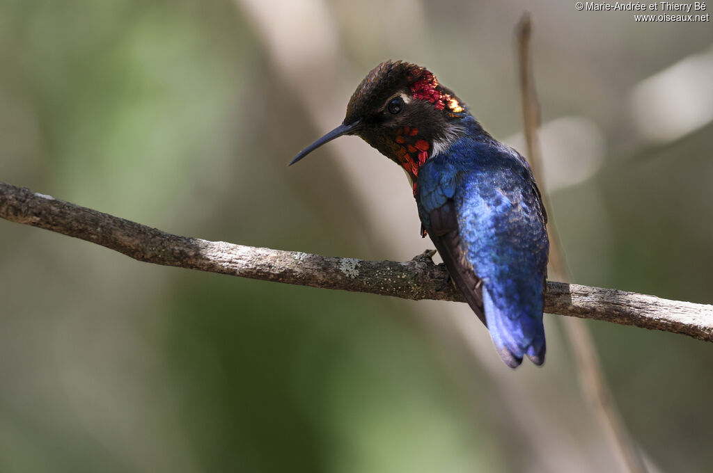 Colibri d'Elena