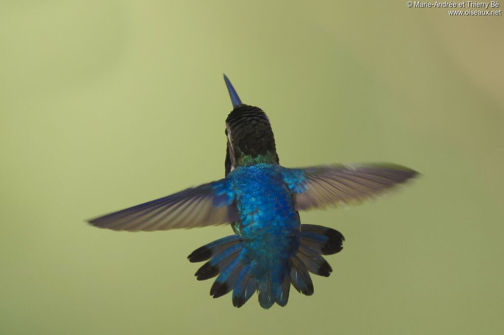 Colibri d'Elena