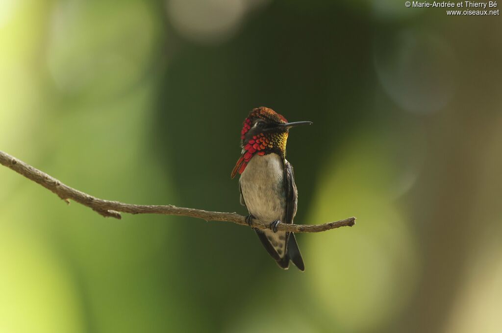 Colibri d'Elena