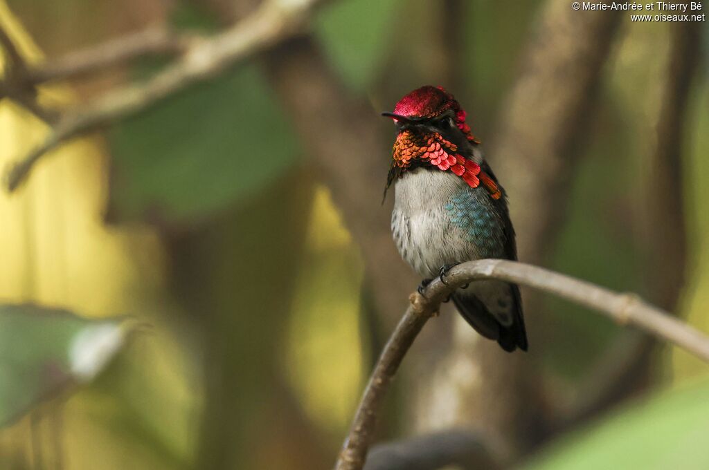 Colibri d'Elena