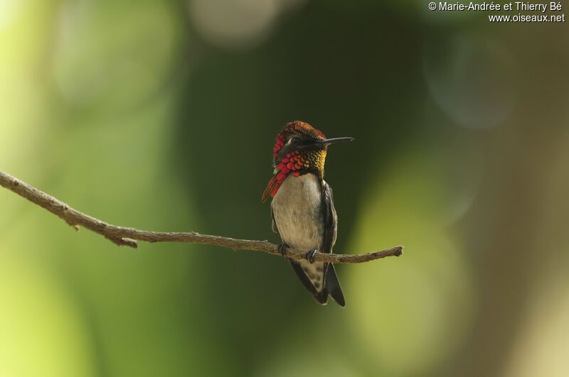 Bee Hummingbird male