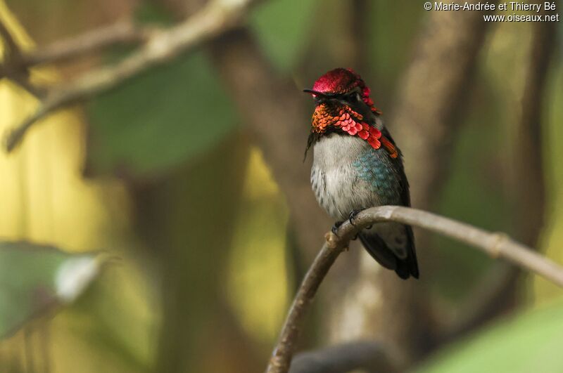 Bee Hummingbird male