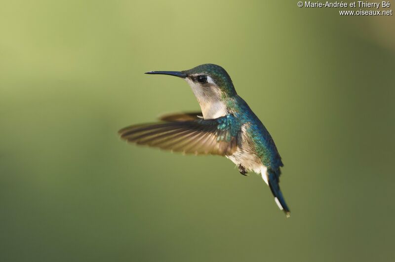 Colibri d'Helen femelle