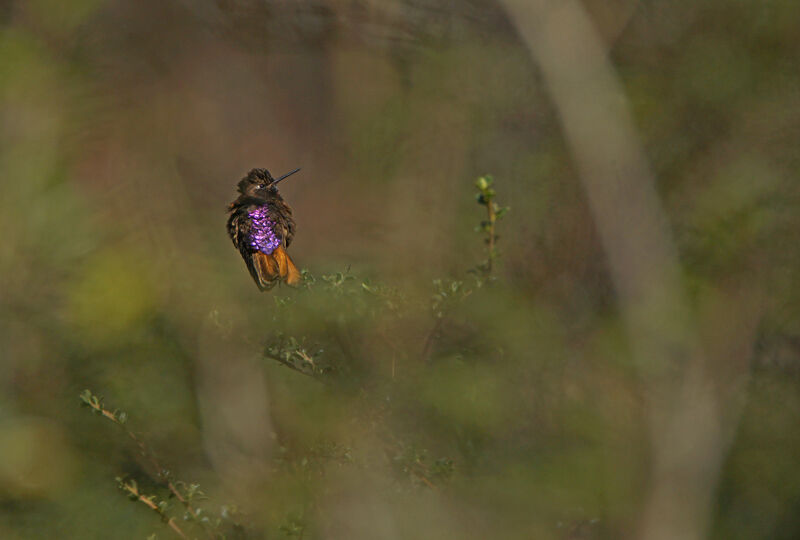 Colibri de Castelnau