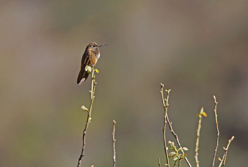 Colibri de Castelnau