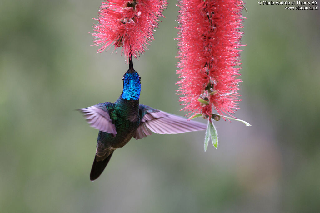 Colibri de la Talamanca
