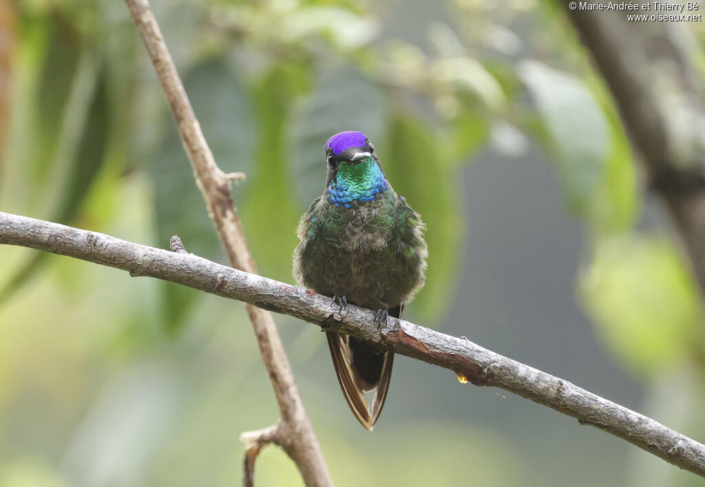 Colibri de la Talamanca