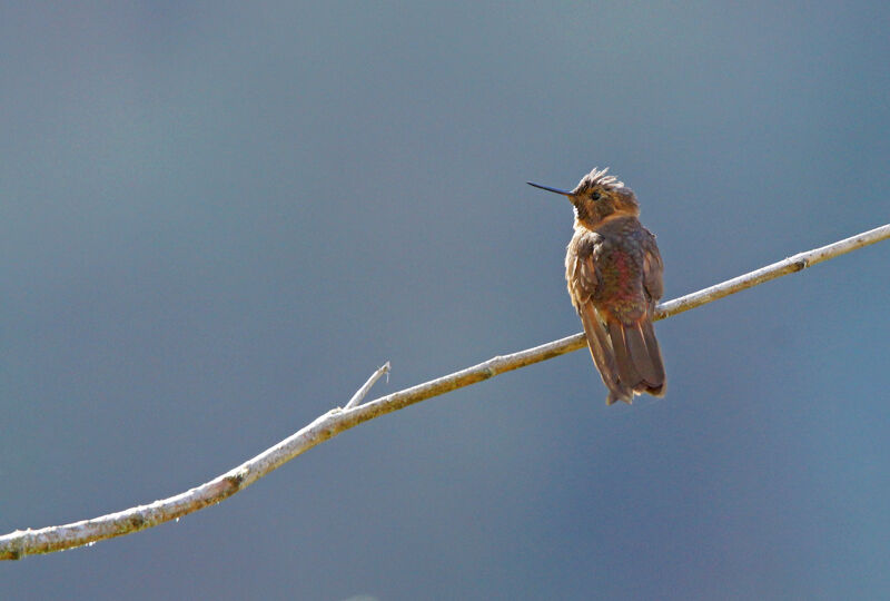 Colibri étincelant