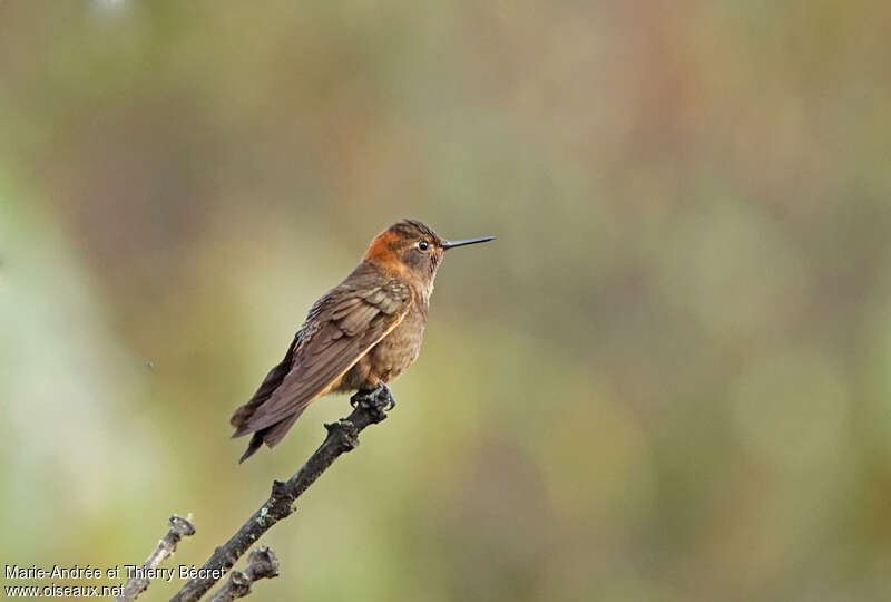 Colibri étincelantadulte, identification