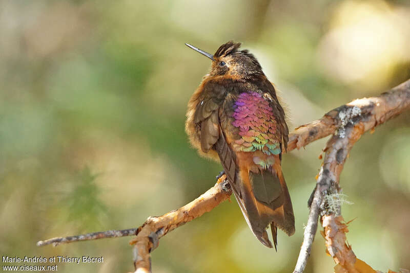 Colibri étincelantadulte, identification