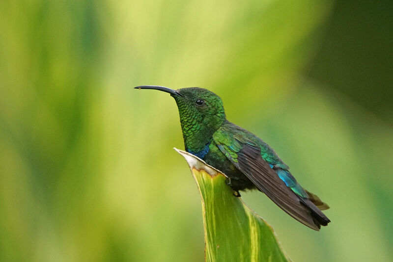 Colibri falle-vert