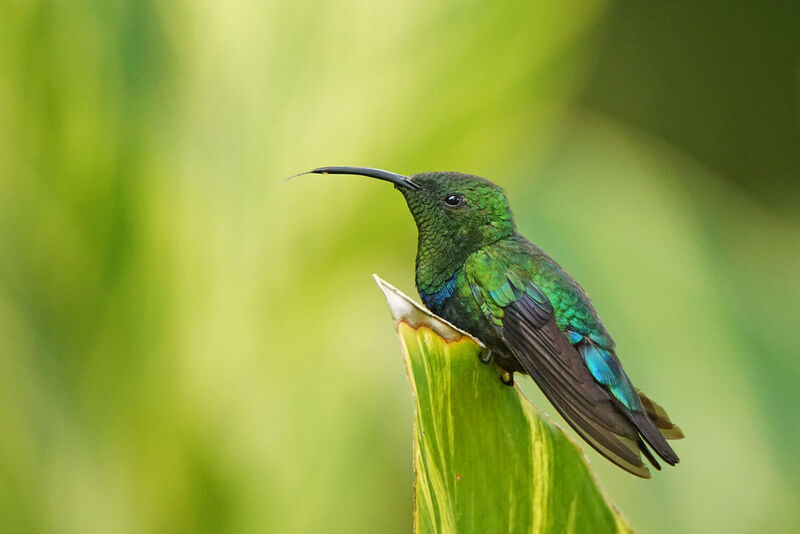 Colibri falle-vert