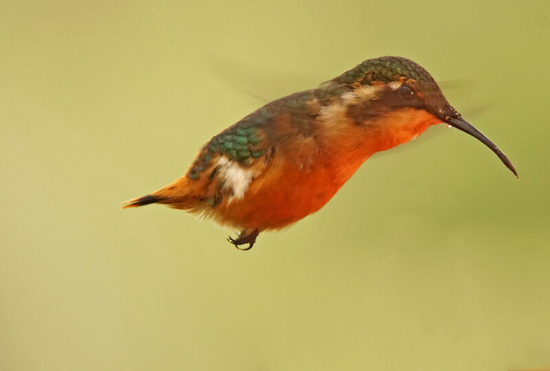 Colibri héliodore