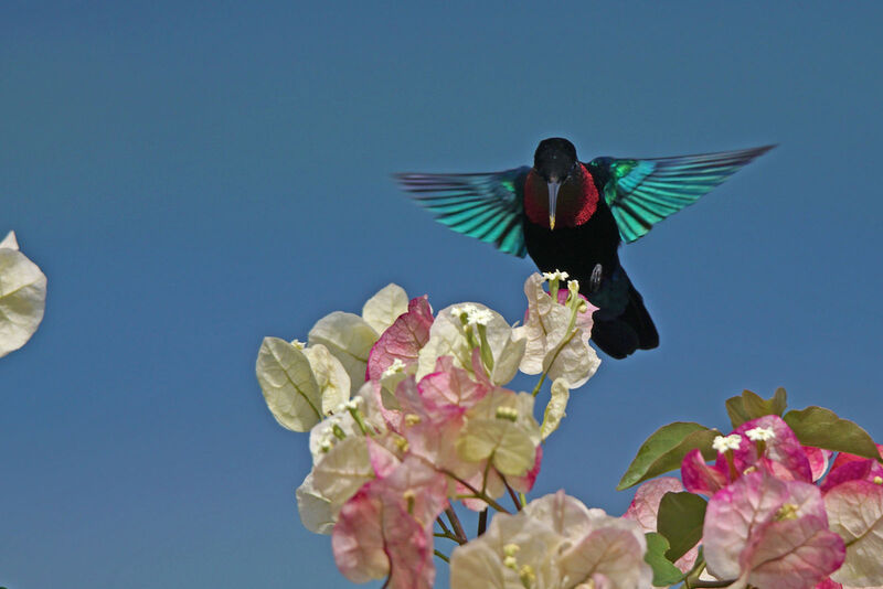 Purple-throated Carib