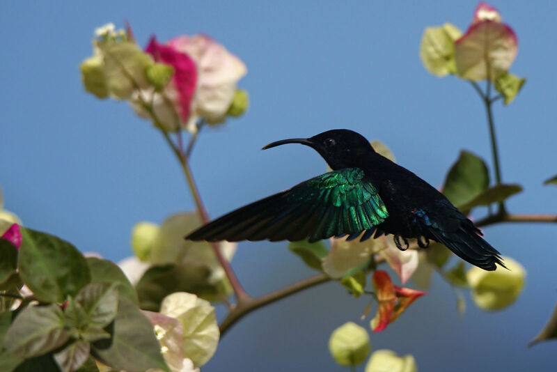 Purple-throated Carib