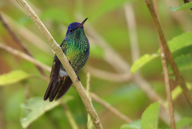 Colibri oenone