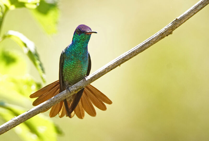 Colibri oenone
