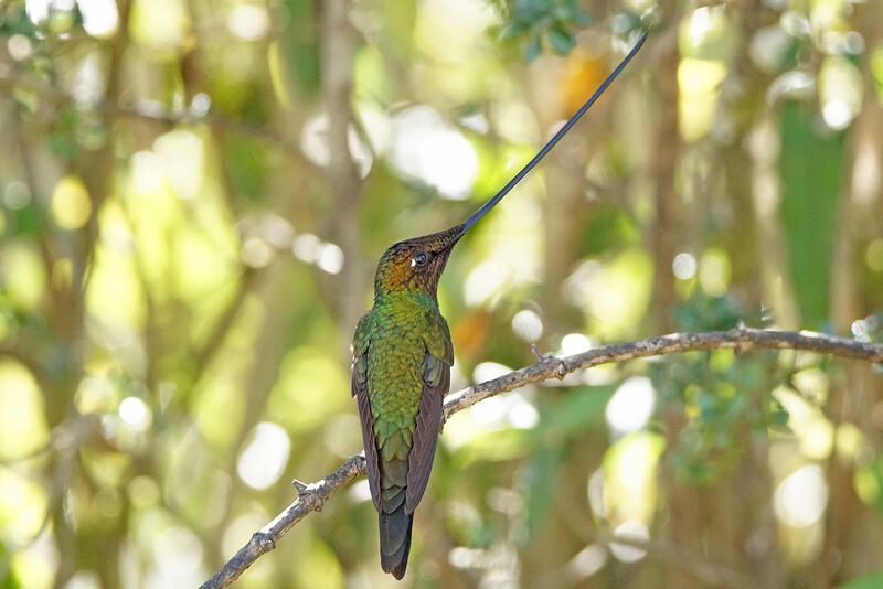 Sword-billed Hummingbird