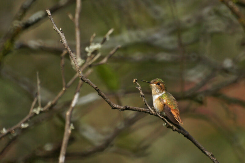 Scintillant Hummingbird