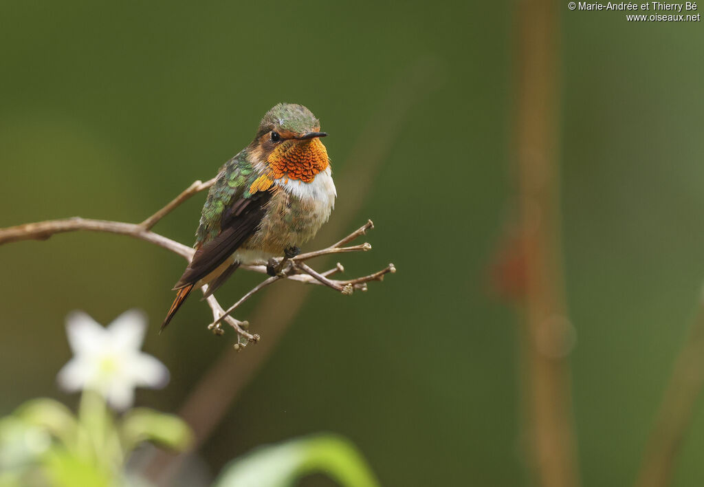 Colibri scintillant mâle