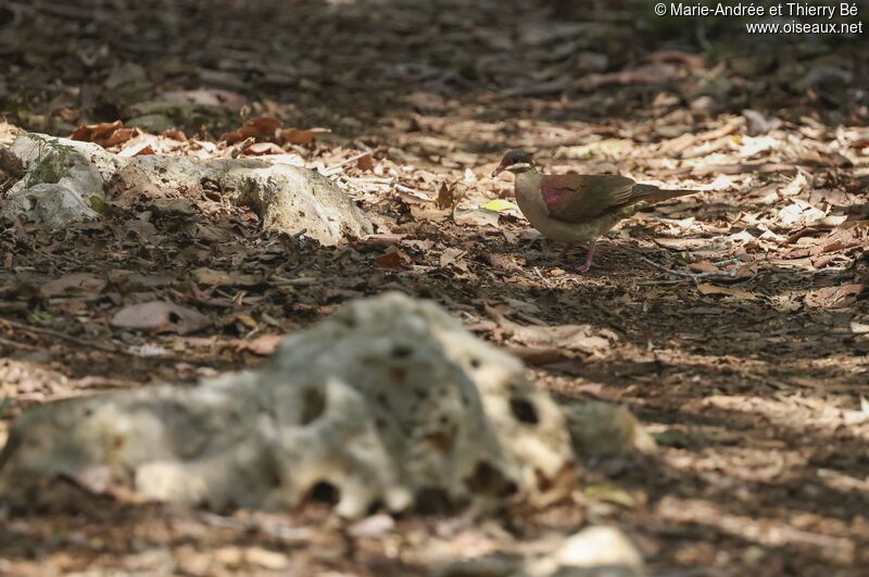 Key West Quail-Dove