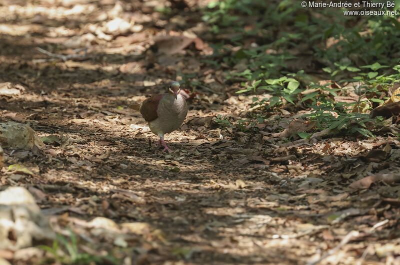 Key West Quail-Dove