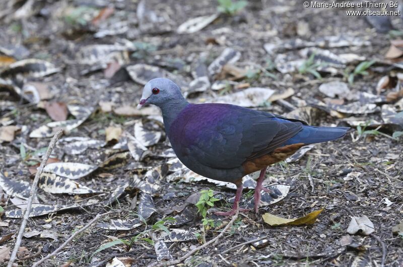 Grey-fronted Quail-Dove