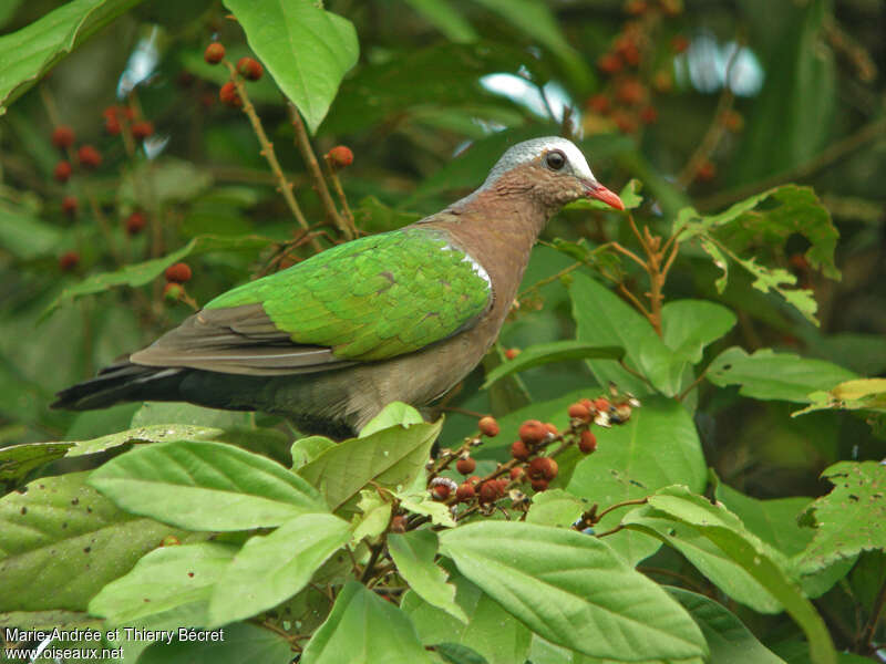 Colombine turvert mâle adulte nuptial, habitat, régime