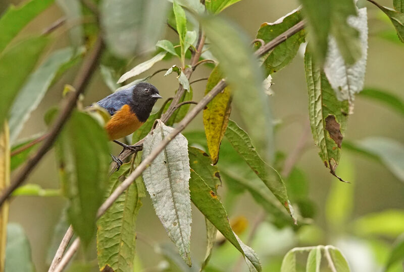 Blue-backed Conebill