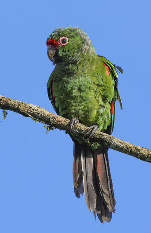 Conure d'Orcés