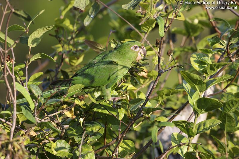 Conure de Cuba