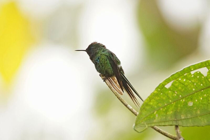 Green Thorntail male