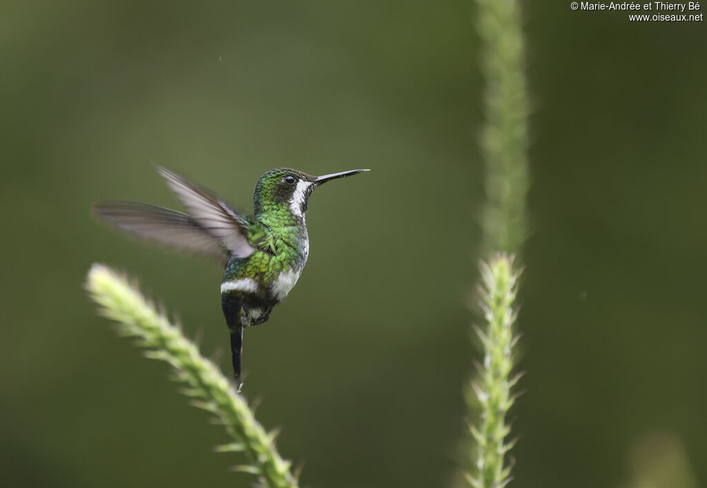 Coquette à queue fine