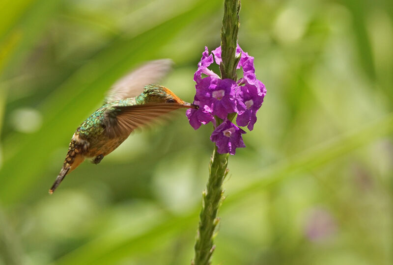 Rufous-crested Coquette female