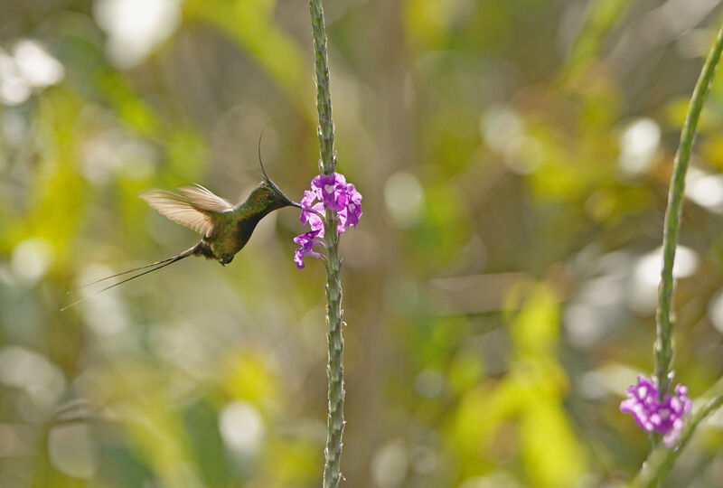 Wire-crested Thorntail male