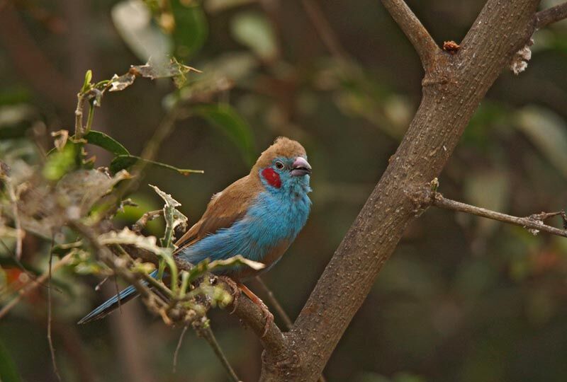 Red-cheeked Cordon-bleu